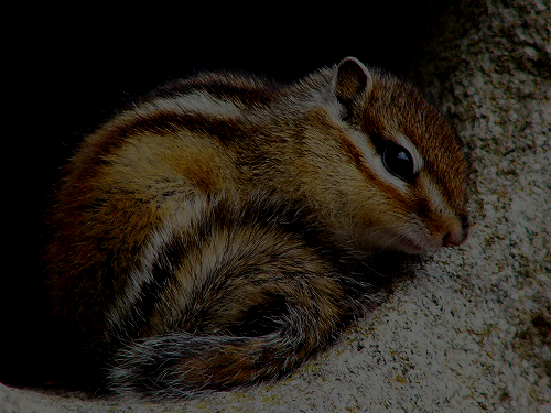 chipmunk resting