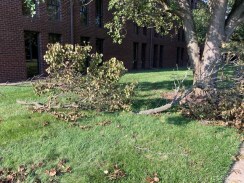 Broken Trees from the Storm