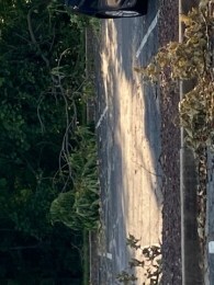Broken Trees from the Storm