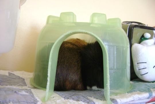 guinea pigs Rachel E Smith