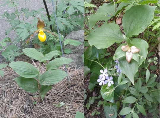 Two photos: a yellow lady's slipper plant with one bloom; and a white trillium with one browning bloom, with five light purple phlox blooms. .