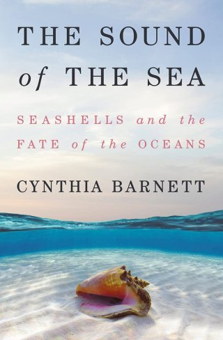 How Money Was Born: The Small Seashell and the Fierce Maldivian Queen That Made the Modern World