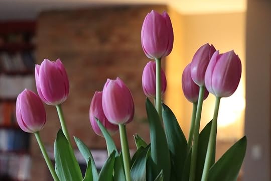 Pink tulips
