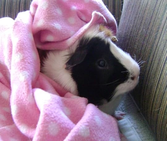 Rachel E Smith guinea pig Horace