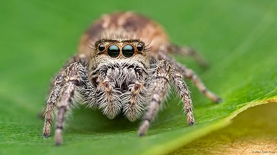 eris militaris bronze jumping spider (female) with dark and light brown hairs with her big eyes looking directly at the camera