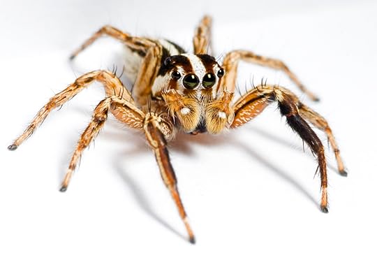 plexippus paykulli pantropical jumping spider (male) with brown and white stripes along its body from head to abdomen