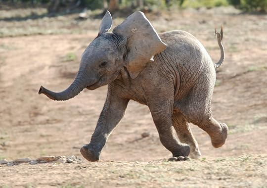 Baby elephant running free, no longer under the influence of the power of self-limiting beliefs (figuratively). It's really just a cute baby elephant running around.