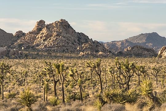 overrated national parks - joshua tree