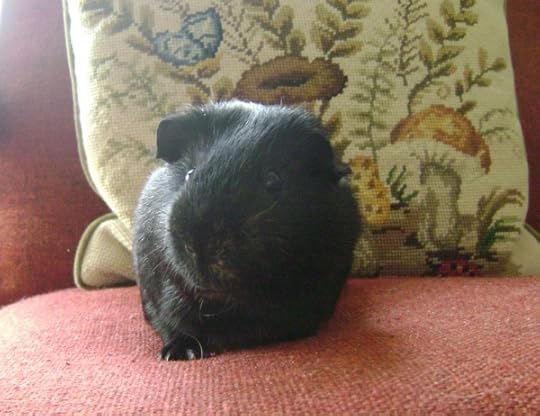 Rachel E Smith guinea pig Salem