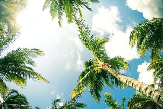 Tropical Palm Trees