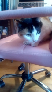 A black, white, and orange calico cat sits on the seat of a pink leather desk chair, her attention fixted on the lower right hand corner of the image. 