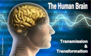 The human brain. Transmission and transformation of information.