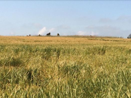 Balgorkar Stone Circle in Aberdeenshire