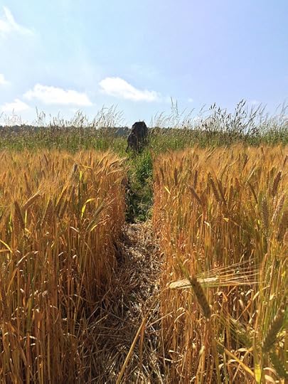illicit path to Balgorkar stone circle