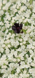 Queen Anne's Lace
