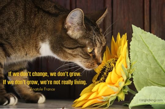 cat-sunflower
