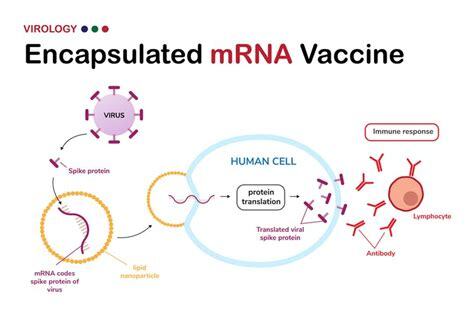 What Happens When The COVID-19 Vaccines Enter The Body – A Road Map For Kids And Grown-Ups ...