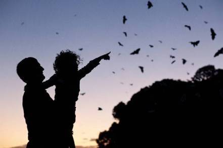 bats baby