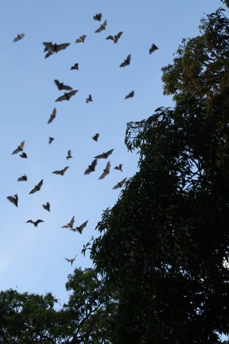 bats tree