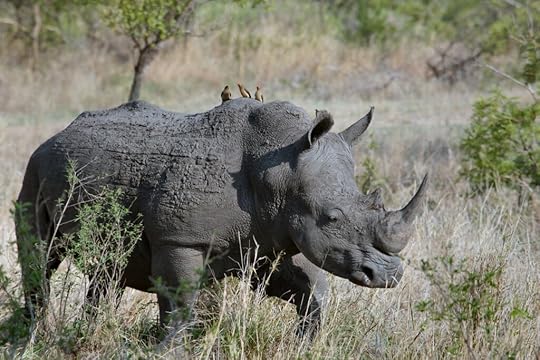 Newbie writers need to develop rhino hide.