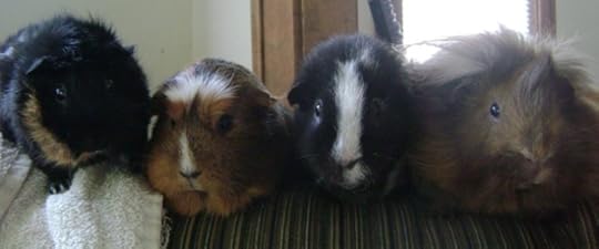 Rachel E Smith guinea pigs Merricat Peregrine Ozymandias Danger Crumples
