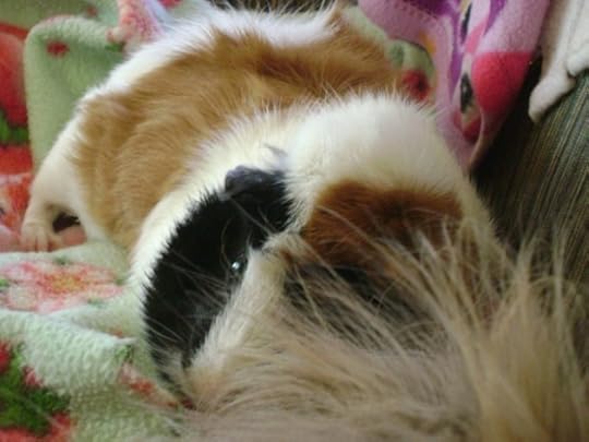 Rachel E Smith guinea pig Horace