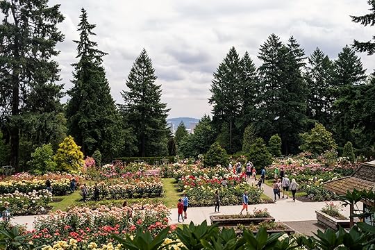 portland gardens international rose test garden