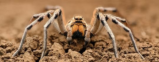 wolf spider