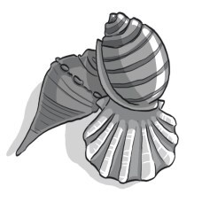 Mystery of the Golden Shells Illustration