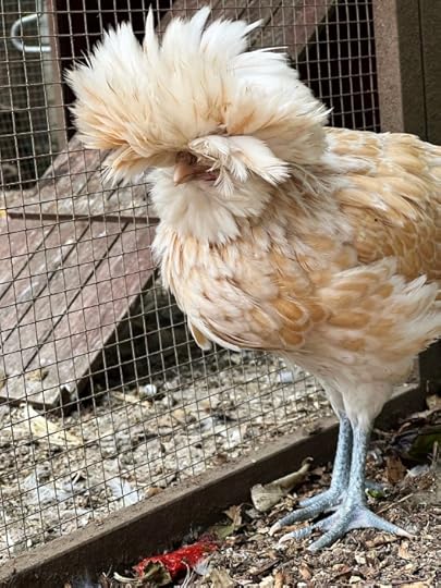chicken photo