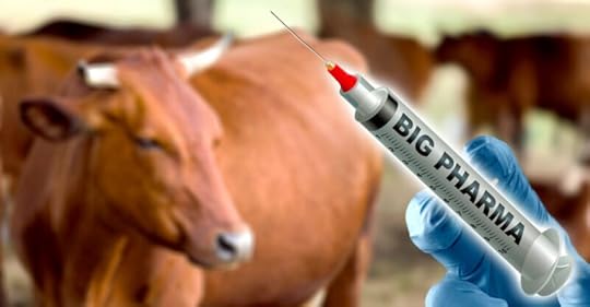 big pharma industrial meat cow vaccines feature