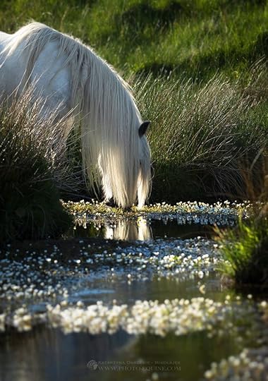 horse, animal, and nature image