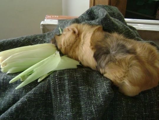 Rachel E Smith guinea pig Ozma