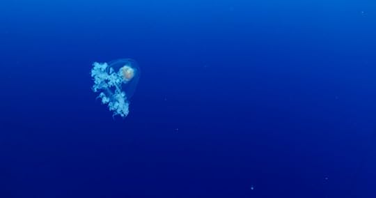 Immortal Jellyfish