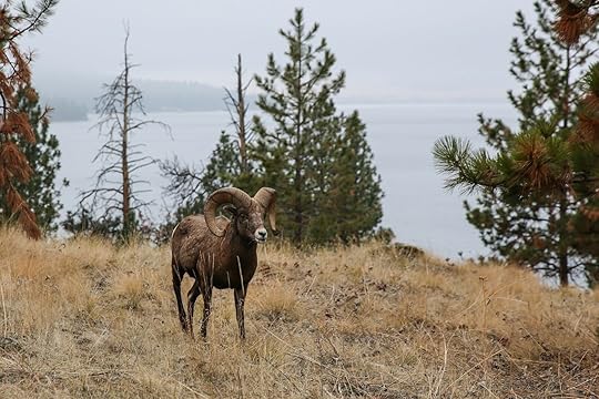 sheep on wild horse island montana 