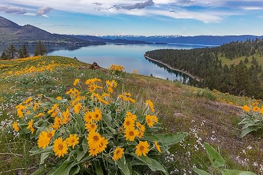 flowers on wild horse island montana 