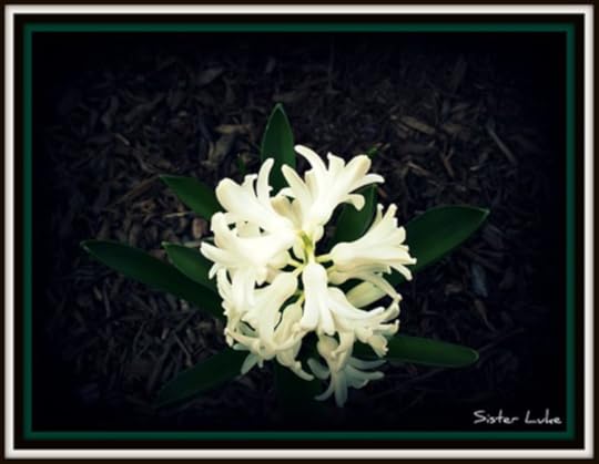 Blooms of a white hyacinth against a dark background fading to black.