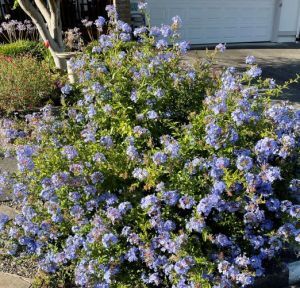 plumbago bush on a walk around the block