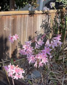 Naked ladies and agapanthus on a walk around the block