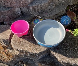 water bowl for visiting dogs, with empty dog treat bowl