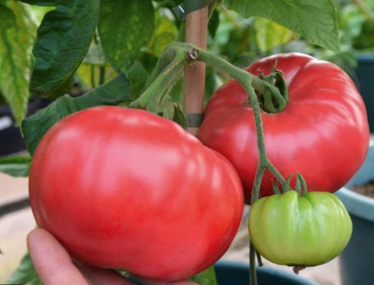 tomato