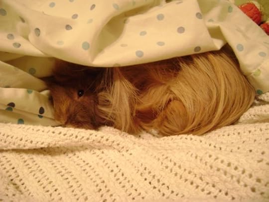 Rachel E Smith guinea pig Danger Crumples