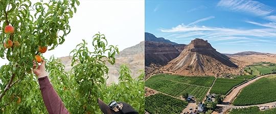 talbott-farms-breckenridge-brewery-peach-pod