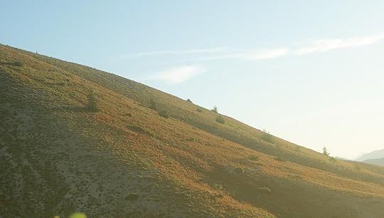 India paintbrush flowers on the hillside at sunrise