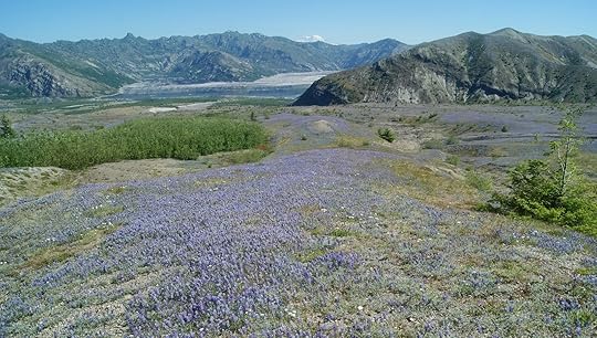 Lupine flower blanket and Spirit Lake