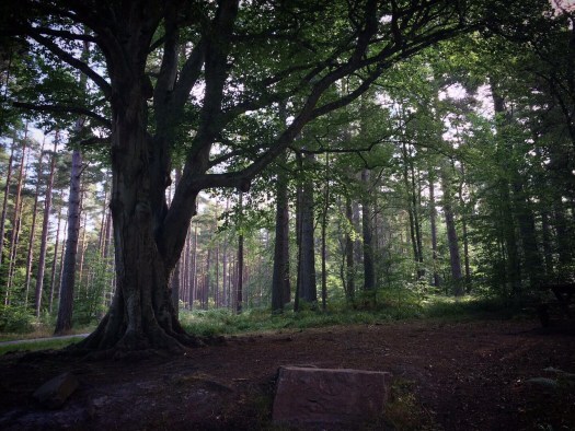 Trees at Speymouth Forest