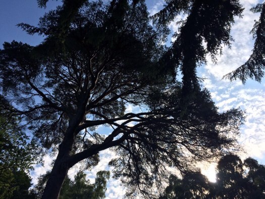 holiday in a day: canopy of trees