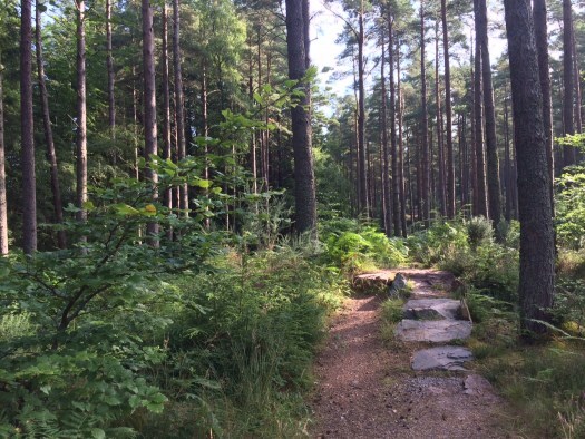 pathway in the forest