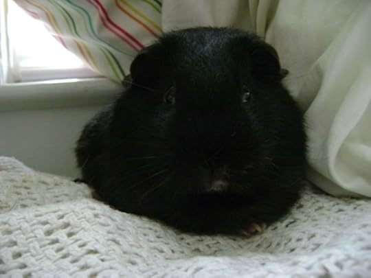 guinea pig Murderface Rachel E Smith