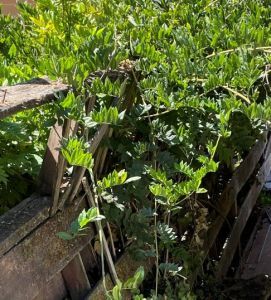 Overgrown wisteria bush taking down a fence